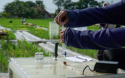 Padi Biofortifikasi, Senjata Rahasia Banyuwangi Lawan Gizi Buruk