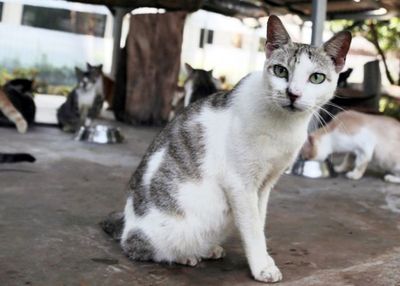BPJS Hewan Segera Hadir di Jakarta, Anjing-Kucing Bakal Dipasang Microchip