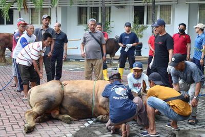 Rayakan Idul Adha 2025, Kejati DIY Sembelih 5 Ekor Sapi