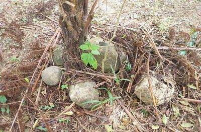 Misteri Dorphal, Teknologi Anti-gempa Manusia Purba di Gunung Padang yang Mengundang Tanda Tanya