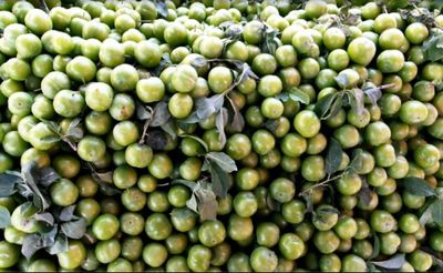 Panen Raya Buah Plum Hijau di Turki, Si Asam Segar yang Harganya Selangit!