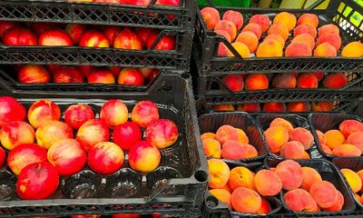Sama-sama Dijuluki Buah Batu, Kenali Perbedaan Si Kembar Nektarin dan Buah Persik