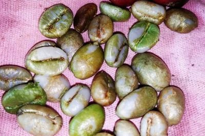 Mengenal Kopi Tua dari Pegunungan Basseang Pinrang, Kopi dari Timur Tengah Dibawa Belanda Sejak Abad ke-19