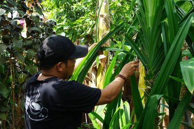 Awalnya Mau Ditebang, Pohon Pandang Uga Ternyata Datangkan Cuan Jutaan Rupiah Dalam Sehari