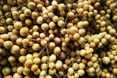 Menggali Lebih Dalam Tentang Langsat, Buah Tropis yang Penuh Manfaat