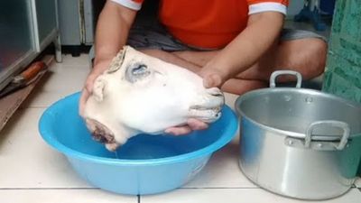 Cara Membersihkan Kepala Kambing dengan Mudah