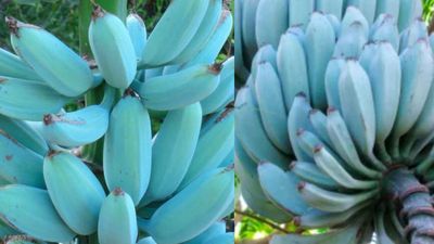 Mengenal Blue Java Banana, Sensasi Pisang Berwarna Biru dengan Rasa Es Krim Vanila
