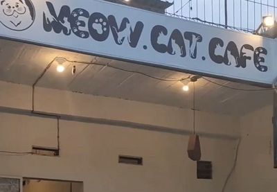 Rasakan Hangatnya Pelukan Kucing Sambil Menikmati Secangkir Kopi di Meow Cat Cafe