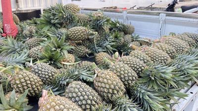 Banjir Buah Nanas di Pasar Lakessi Parepare, Bisa Dikupas dan Langsung Makan