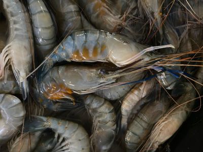 Udang Galah Deli Serdang Kini Bisa Dinikmati di Selandia Baru