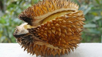 7 Buah yang Sebaiknya Tidak Dikonsumsi saat Berbuka Puasa, Ini Alasannya!