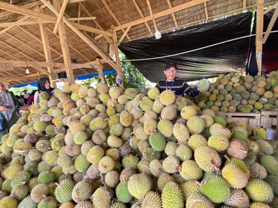 Durian Murah Mulai Rp5 Ribu di Pinrang, Warga Berburu Mulai Pagi Buta