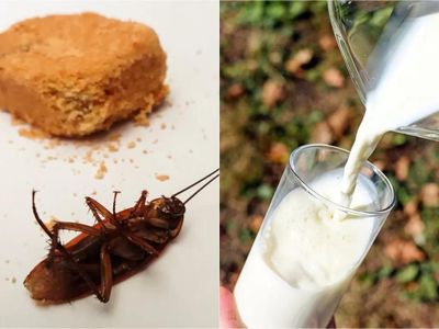 Susu Kecoak Disebut 3 Kali Lebih Bergizi dari Susu Sapi, Siap Jadi Tren Superfood Terbaru?