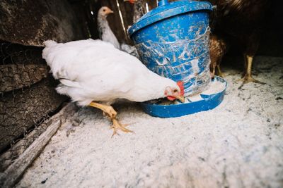 Marak Daging Ayam Gelonggongan di Jakarta Selatan, Apa Dampak Kesehatannya untuk Masyarakat?