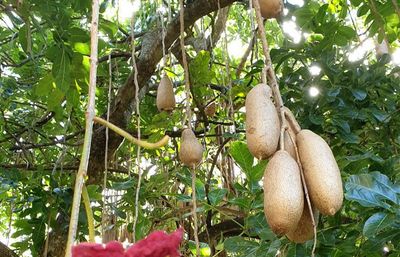 Kigelia Africana: Pohon Sosis Unik dengan Buah Beracun tapi Penuh Manfaat!
