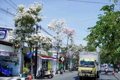Bunga Tabebuya Bermekaran, Jalan Protokol di Lamongan Bernuansa Jepang