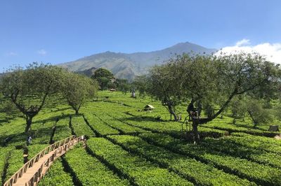 Menikmati Keindahan Bukit Kuneer di Kebun Teh Wonosari Malang
