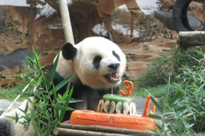 Sepasang Panda Raksasa asal China Hu Chun dan Cai Tao Dikawinkan di Taman Safari