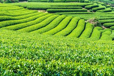 Dusit Tea Garden, Destinasi Ekowisata Perkebunan Teh Ramah Lingkungan di Jepang