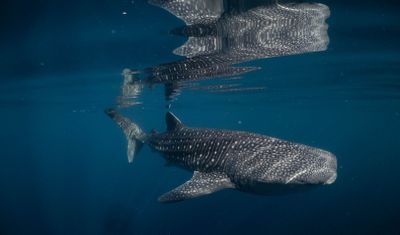 Melihat Habitat Hiu Paus di Sumbawa, Populasi Terbesar ke-2 di Indonesia