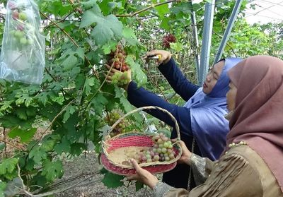 Wisata Tipis-tipis di Kebun Anggur Mbah Haji Haris Klaten, Pengunjung Bebas Metik Sepuasnya