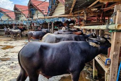 Melihat Pasar Kerbau Terbesar di Dunia Ternyata Ada di Tana Toraja, Harga Seekornya Miliaran