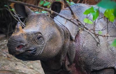 Cegah Perburuan Badak, Balai TN Ujung Kulon Tutup Akses ke Semenanjung Mulai Awal November