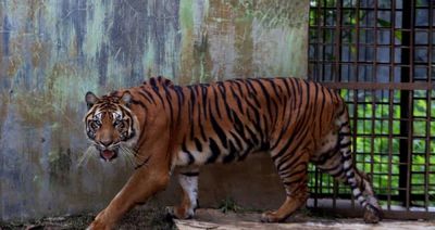 Ironi Medan Zoo, Harimau-harimau Mati sampai Pengunjung Sepi