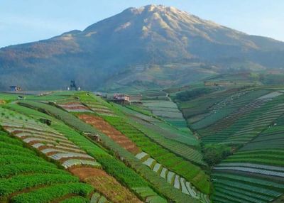 Indahnya Negeri Sayur Sukomakmur di Magelang, View Gunung Sumbing dan Hamparan Ladang Sayur Bikin Adem