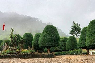 Wisata Desa Sugihmukti Bandung, Pesona Negeri Dongeng di Tengah Perkebunan Teh