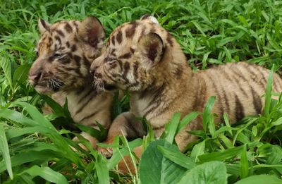 Lucu dan Menggemaskan, 3 Bayi Harimau Benggala Jadi Perhatian Pengunjung di Solo Safari