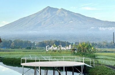 Dolan Sawah Salatiga: Sensasi Kuliner di Tengah Hamparan Hijaunya Sawah