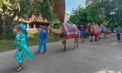 Rayakan Hari Unta Sedunia, Solo Safari Gelar Parade Unta dan Satwa yang Menarik