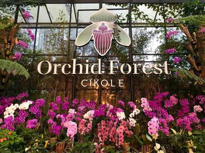 Rekomendasi Destinasi Menikmati Teh dengan Nuansa Alam di Orchid Forest Cikole