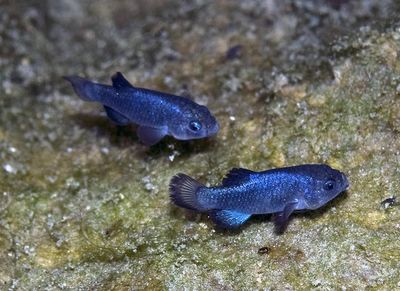 Langka! Ikan Ini Hidup di Tengah Gurun Pasir yang Panas