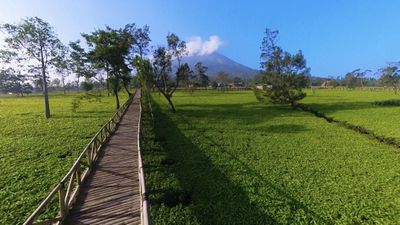 Menikmati Keindahan Kebun Teh Sikatok dengan Gondola di Wonosobo