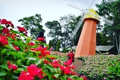 Kebakaran di Taman Bunga Celosia Bandungan: Duka Bagi Pecinta Alam