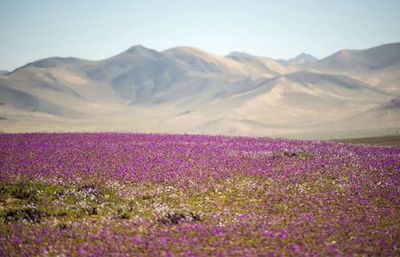 Fenomena Menarik, Gurun Atacama yang Selalu Kering Mendadak Ditumbuhi Bunga