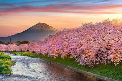 Hanami: Pengalaman Tak Terlupakan Menikmati Mekarnya Sakura di Jepang