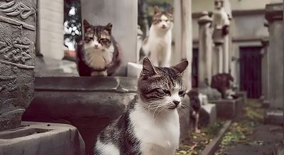 Istanbul, Kota Catstambul yang Jadi Surga bagi Pecinta Kucing
