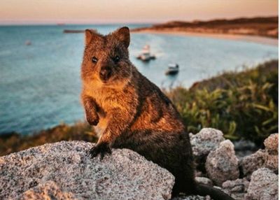 2 Rekomendasi Tempat Wisata Keluarga di Australia Barat