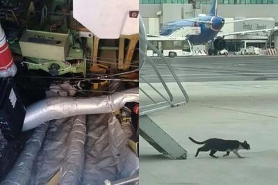 Gara-gara Kucing, Pesawat Ryanair Tunda Penerbangan selama 2 Hari