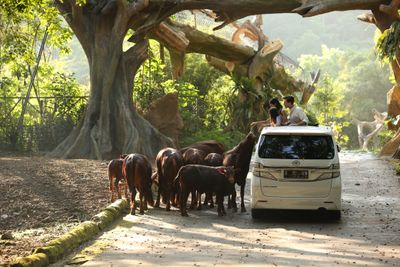 Pariwisata Dunia Lagi Terguncang, Taman Safari Indonesia Justru Tancap Gas