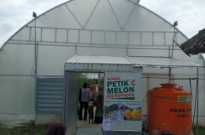 Masuk Gratis, Wisata Petik Melon Hidroponik di Teras Boyolali Diserbu Pengunjung