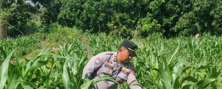 Polres Tarakan Kawal Program Ketahanan Pangan, Jagung Poktani Flora Fauna Tumbuh Optimal