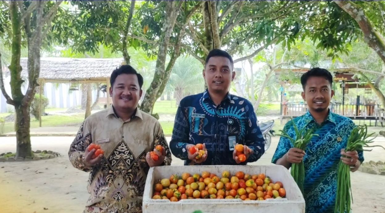 Lapas Nunukan Lakukan Panen Tomat Hasil Cocok Tanam WBP