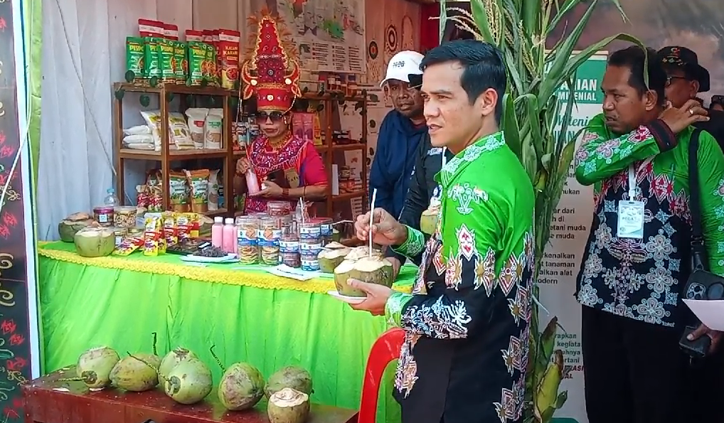 Nunukan Punya Kelapa Pandan wangi, Aromanya Harum dan Menyegarkan