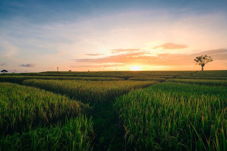 Pemerintah Targetkan Cetak 400 Ribu Hektare Sawah pada 2026, Rp10 Triliun Disiapkan