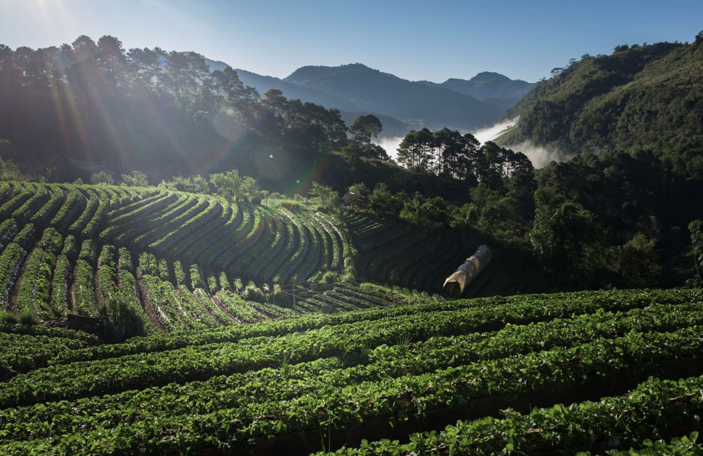 7 Puisi Singkat Tentang Kebun Teh, Bikin Adem Jiwa dan Pikiran