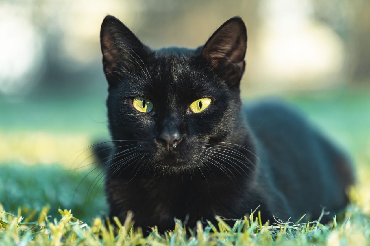 11 Mitos Seputar Kucing yang Cukup Populer di Kalangan Cat Lovers!